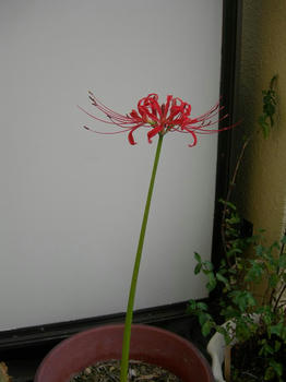 彼岸花