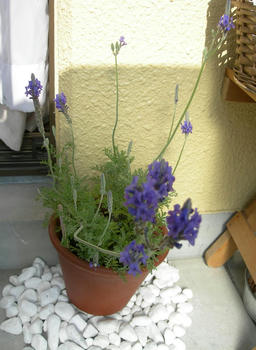 50b33890.jpg