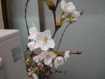 桜の枝100325