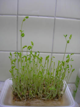 豆苗