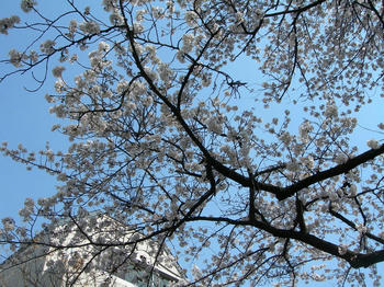 桜110410