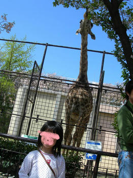 動物園キリン