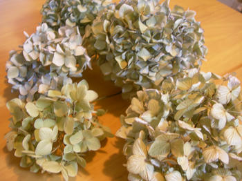 紫陽花のドライフラワー