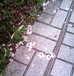 無念桜