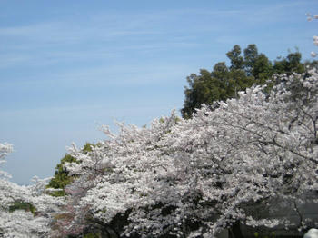 川沿いの桜