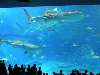 美ら海水族館