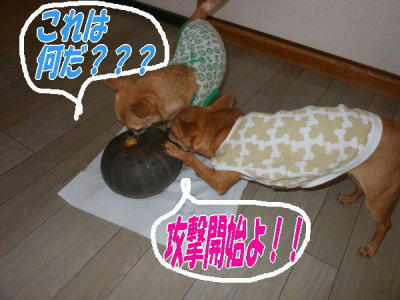 DSCN0817.JPG