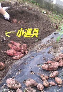 SN3R0487.JPG