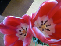 IMG_0632.jpg