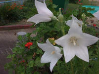 IMG_0003.jpg