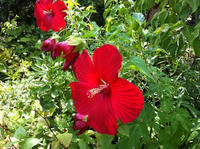 IMG_1125.jpg