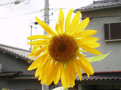 himawari070731-2.jpg