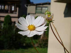 cosumosu071020-2.jpg