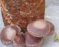 shitake071202.jpg