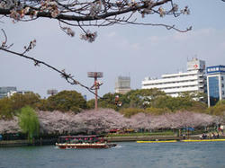 ohanami080403-3.jpg