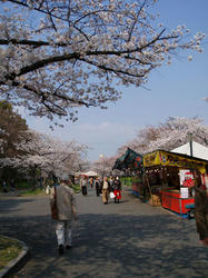 ohanami080403-2.jpg