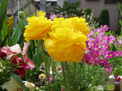 ranunculus080412.jpg