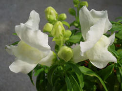 kingyosou080412.jpg