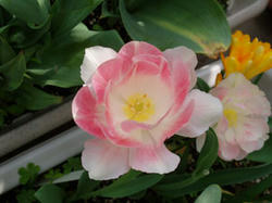 tulip080412.jpg