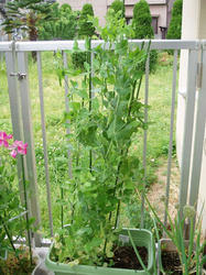 snapendou080509-1.jpg