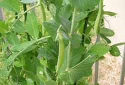snapendou080509-2.jpg