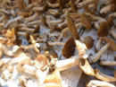 P1000092-1a.jpg