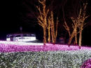 P1030274-1a.jpg