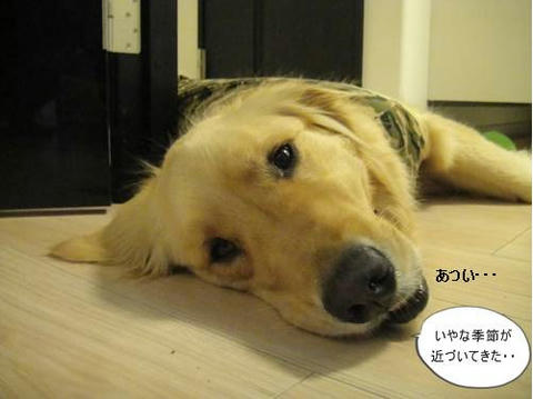 run20110407-1.JPG