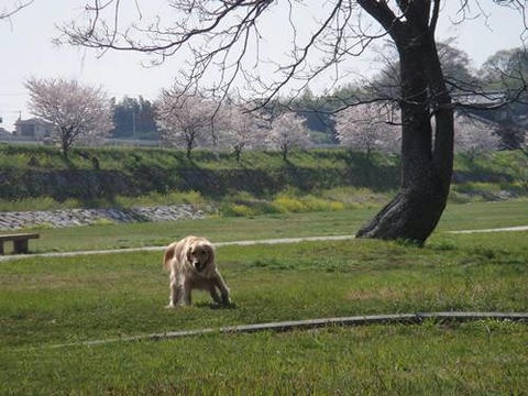 run20110412-1.JPG