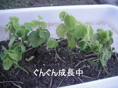 run20110601-5.JPG