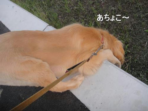 run20110602-1.JPG