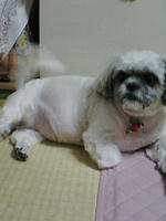 cherry03.jpg