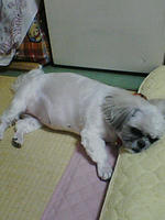 cherry04.jpg