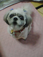 cherry05.jpg