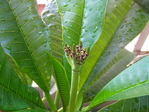 IMG_0071.jpg