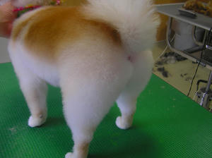 s-20090629-koyuki-ketu.jpg