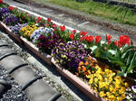 20190416f.JPG