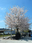 20190417c.JPG