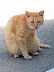 20200310f.JPG