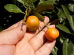 20200410g.JPG