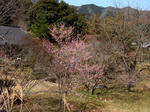 20200426e.JPG
