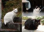 20210131h.JPG