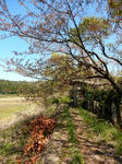 20210527f.JPG
