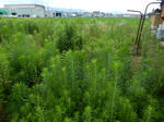 20210808h.JPG