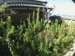 20220915h.JPG