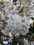 sakura