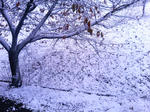 雪！