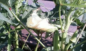 20090919B.jpg
