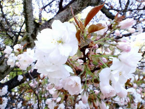 20110421E.jpg