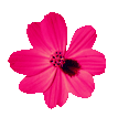 icon59.png